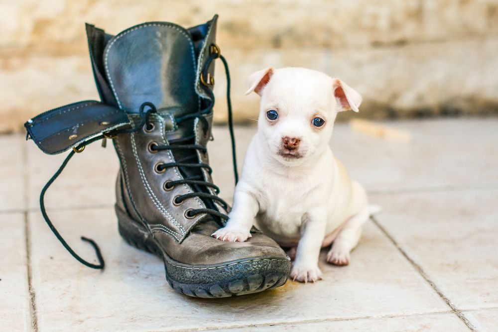 Chihuahua Puppies: Care, Popularity, and Finding the Perfect Companion
